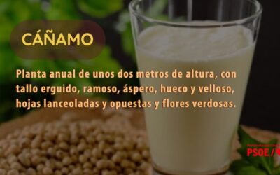 Santos Jorna: «Cáñamo»