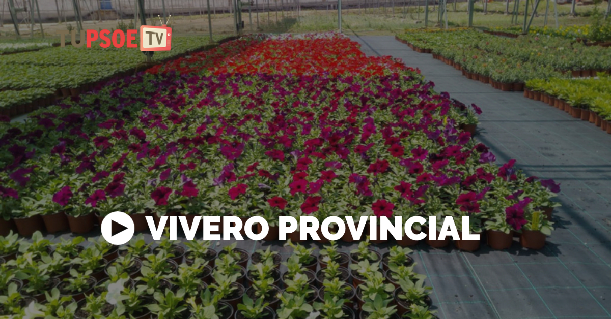 Vivero