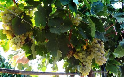 238 agricultores extremeños podrán beneficiarse de la ayuda a la cosecha en verde de uva para vinificación