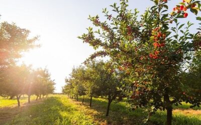 La Junta abona más de 13 millones en ayudas a titulares de explotaciones ubicadas en zonas con limitaciones naturales