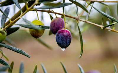 Diputación de Cáceres organiza sesiones informativas sobre el proyecto “Oleoturismo en España” en Trujillo, Moraleja y Cáceres