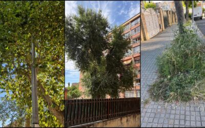 El PSOE denuncia el abandono absoluto de las zonas verdes en Cáceres y la falta de poda que conlleva problemas de iluminación e inseguridad