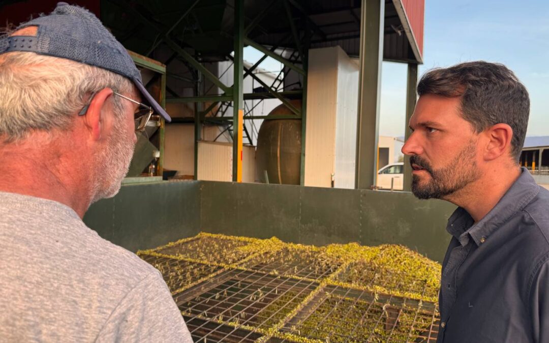 Álvaro S. Cotrina exige al PP de la Junta de Extremadura ayudas directas para la aceituna tras años de sequía