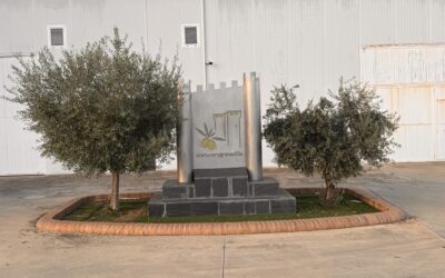 El PSOE exige a la Junta de Extremadura ayudas urgentes para salvar la campaña de la Manzanilla cacereña