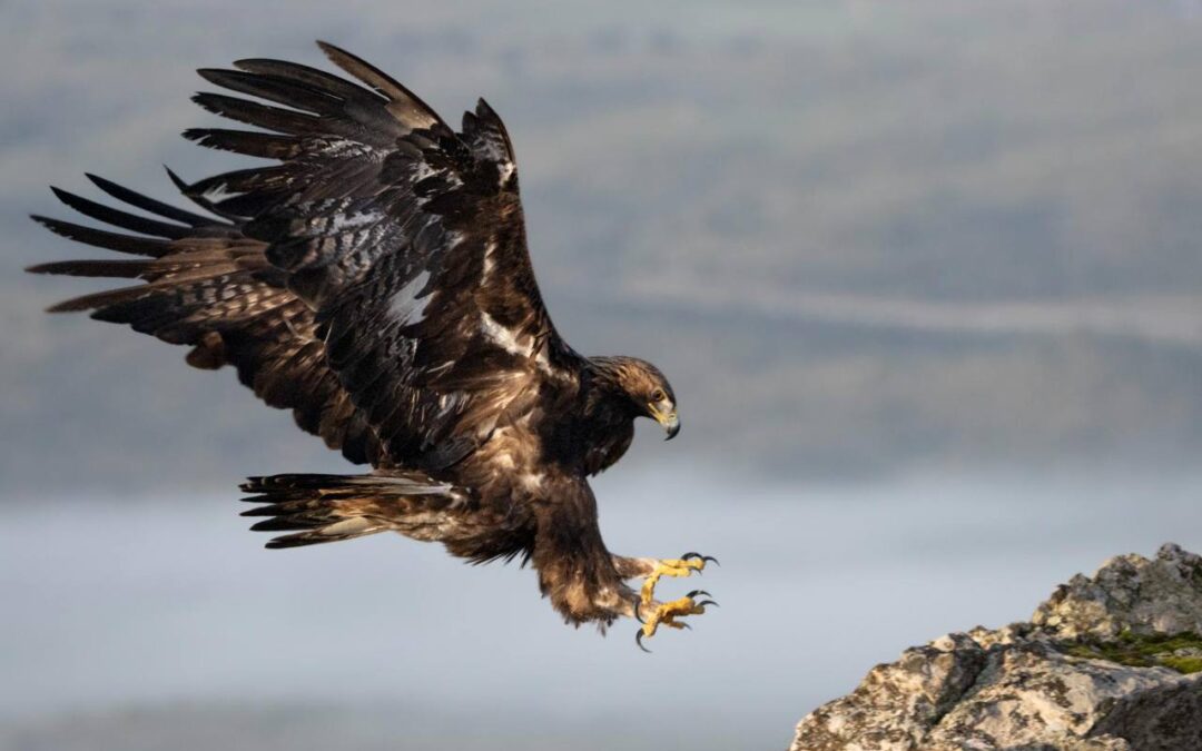 Diputación de Cáceres promociona los recursos naturales y ornitológicos de la provincia en FIO 2026