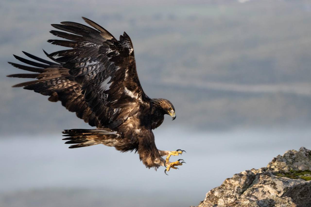FIO, foto sobrino de Marta