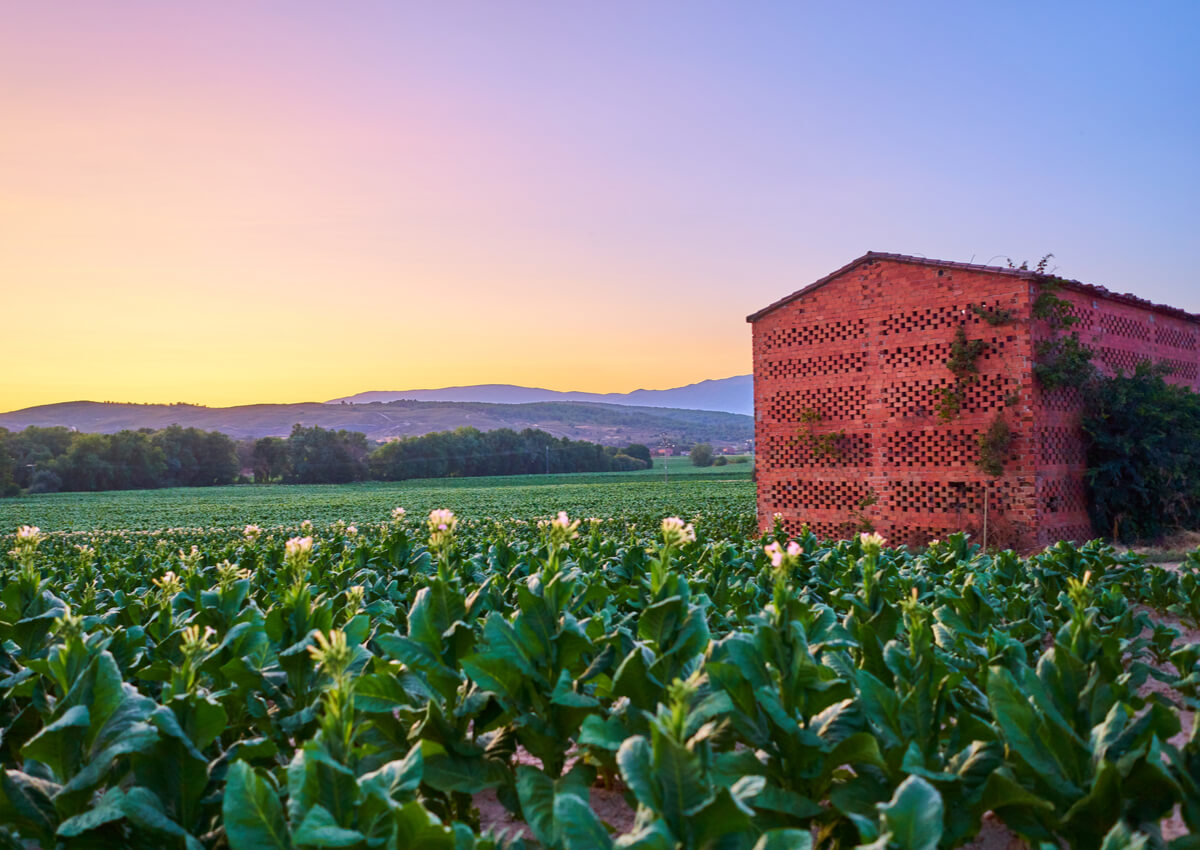 tabaco secadero