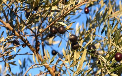 El PSOE de Extremadura pide a la Junta ayudas directas para el olivar tradicional de montaña de la variedad manzanilla cacereña